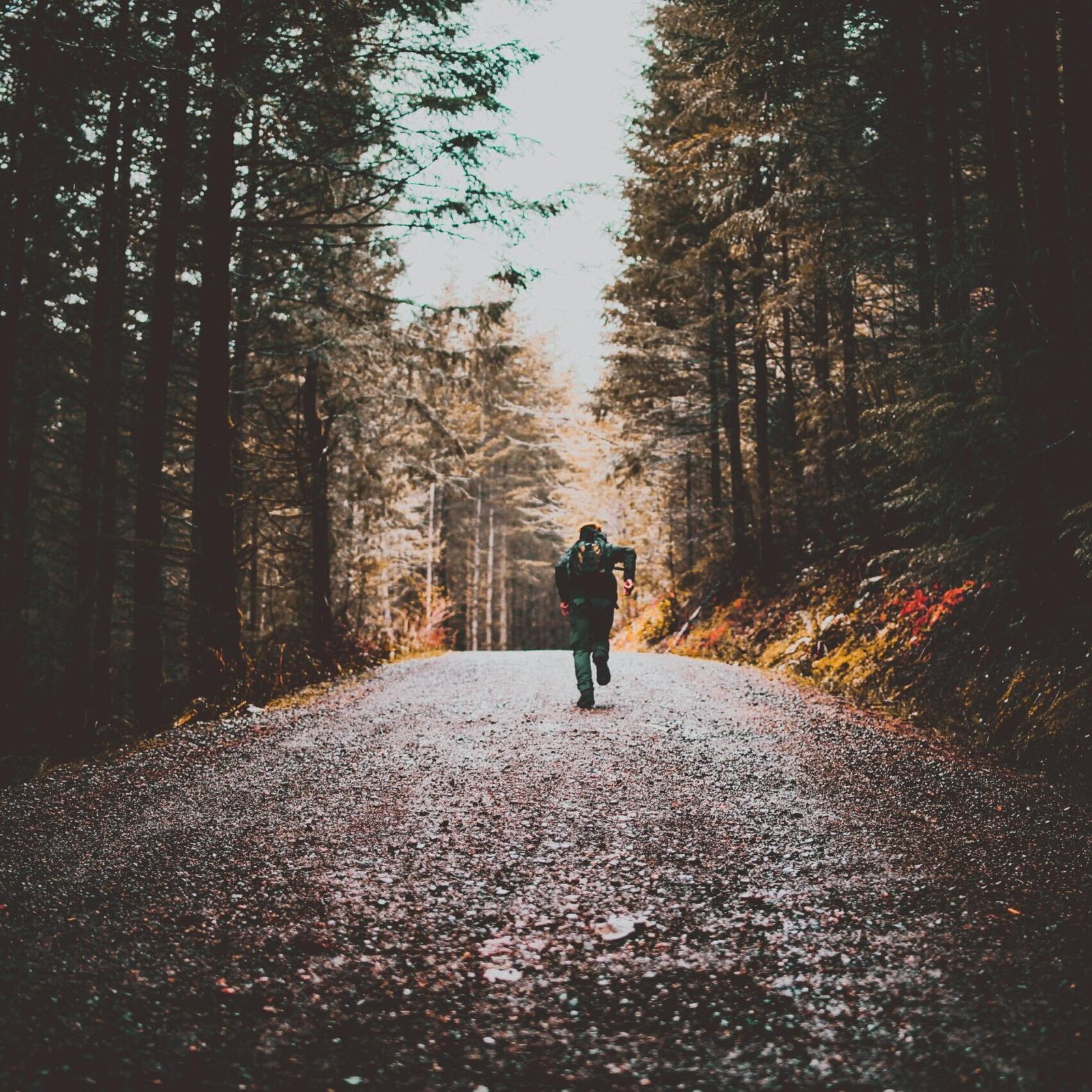 A lone traveler runs down a scenic forest dirt road, surrounded by tall trees.