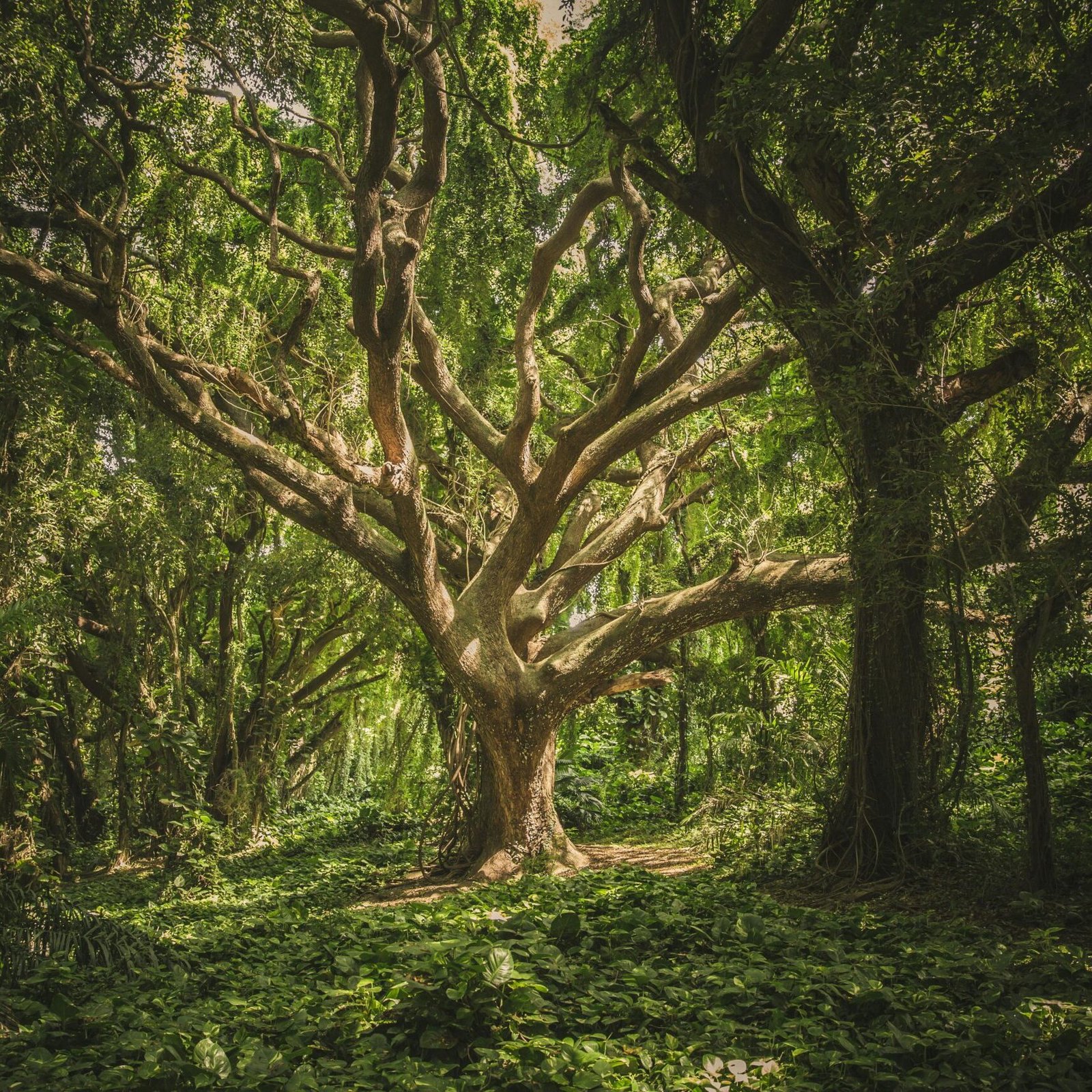 Captivating view of a sprawling ancient tree in a verdant forest setting, perfect for nature backgrounds.